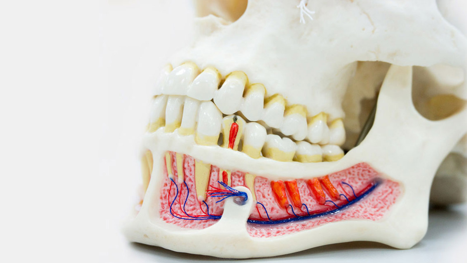 Endodoncija-stomatoloska-ambulanta-sa-zubotehnickom-laboratorijom-dr-djuric